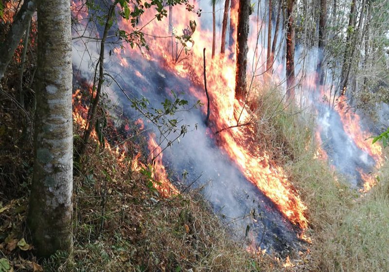  Incendios forestales en Gaitán deja daños en seis veredas