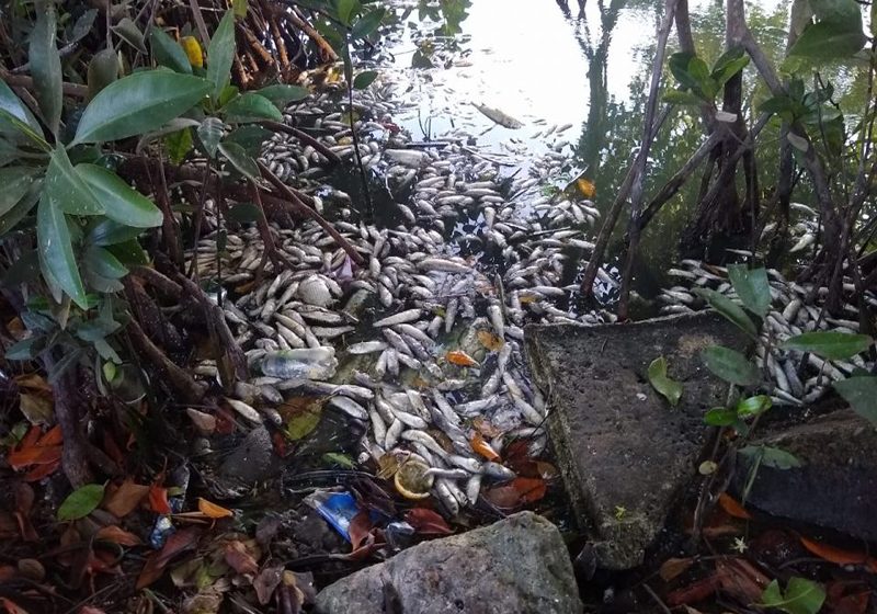  Mortandad de peces en el río Ocoa produce emergencia sanitaria