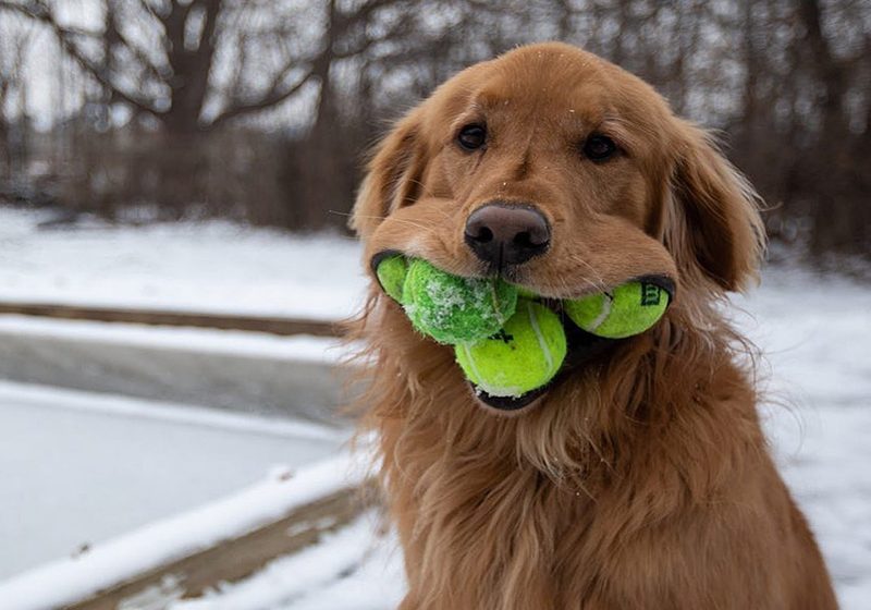  Adorable perrito rompe el récord mundial de cantidad de pelotas de tenis en la boca