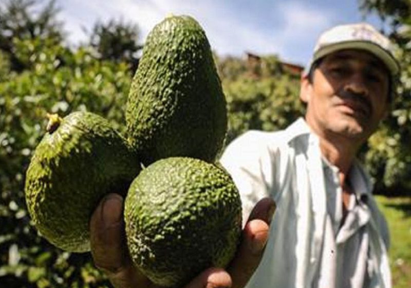  Israelí Managro compra exportadora colombiana de aguacate hass Pacific Fruit