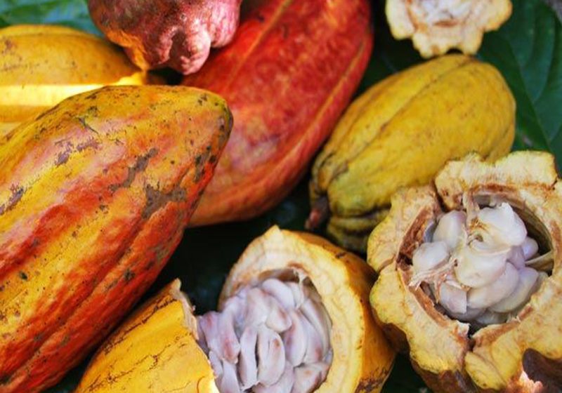  “La vida es otra”, dijo dirigente comunal de Wérima que cambió coca por cacao