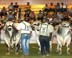  Villavicencio será sede de la Feria Nacional Cebú