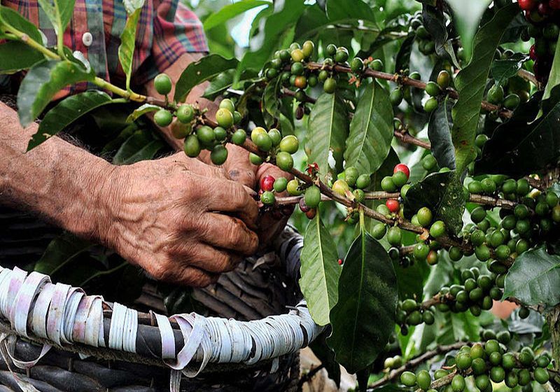  Producción colombiana de café en febrero bajó un 9 %