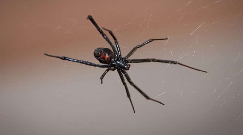  Niños se hicieron picar por venenosa araña con el deseo de convertirse en Spider-Man