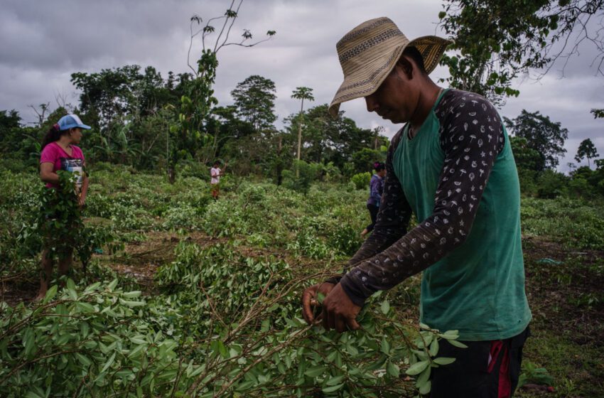  Muere en Colombia un campesino en operativo contra cultivos ilícitos