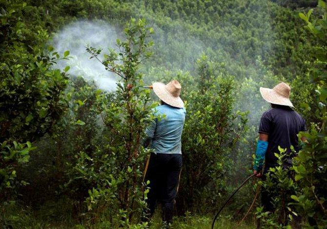  Más de 230.000 familias campesinas dependen del cultivo de coca en Colombia