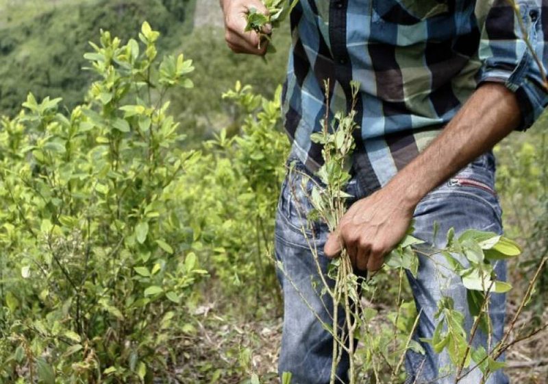  Colombia superó en noviembre meta de erradicación anual de cultivos ilícitos