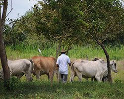  Preparan a ganaderos y campesinos para enfrentar la langosta llanera