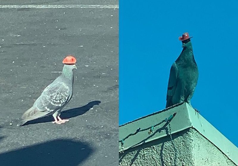  Misterio en Las Vegas: aparecen palomas con pequeños sombreros de vaquero