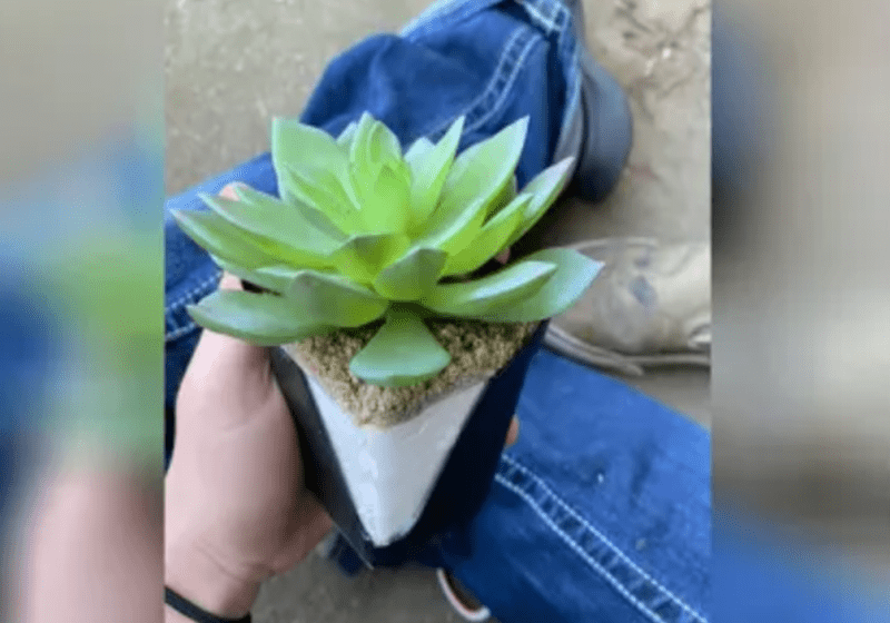  Despistada mujer duró 2 años regando una hermosa planta… de plástico