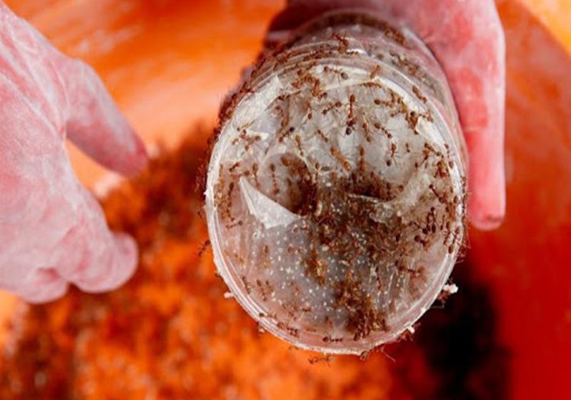  Científico convive con hormigas que estudia durante confinamiento en Panamá