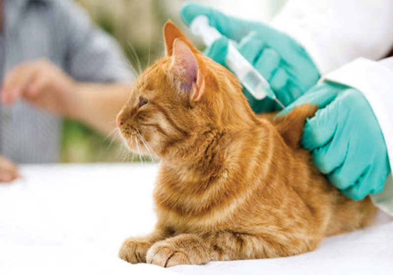  Perros y gatos a vacunación en tres comunas de la ciudad