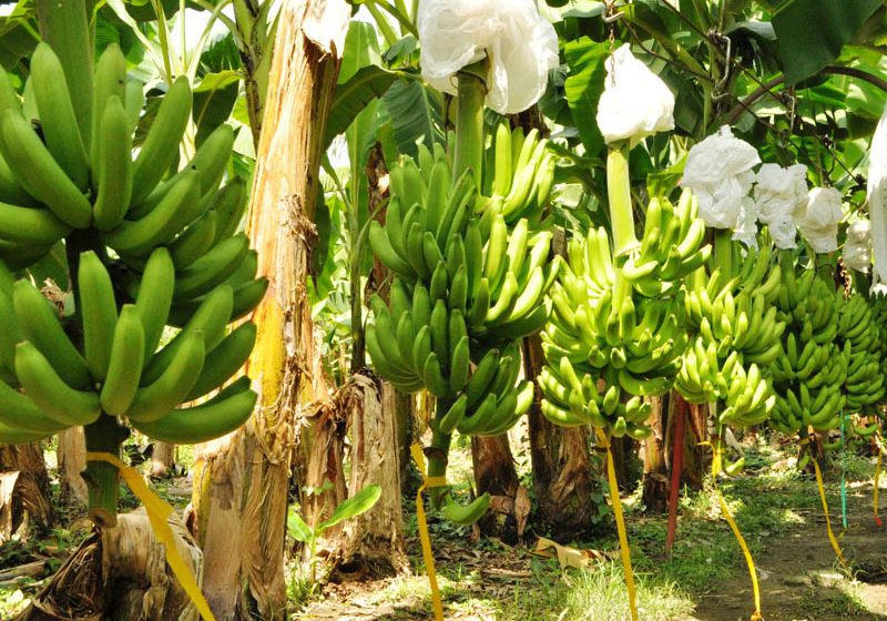  Campesino que recuperó su finca sacó la primera cosecha de banano