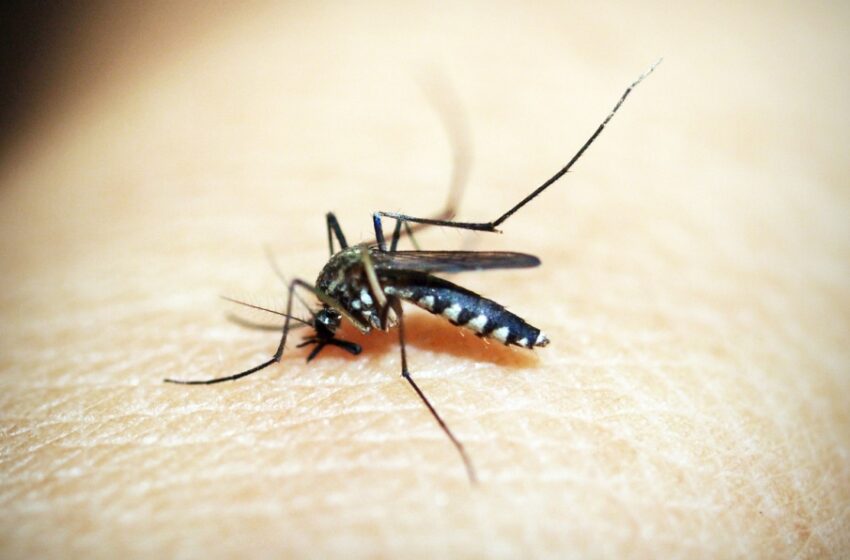  Alerta por paludismo, Malaria y Dengue transmitida por proliferación de zancudos en el Meta