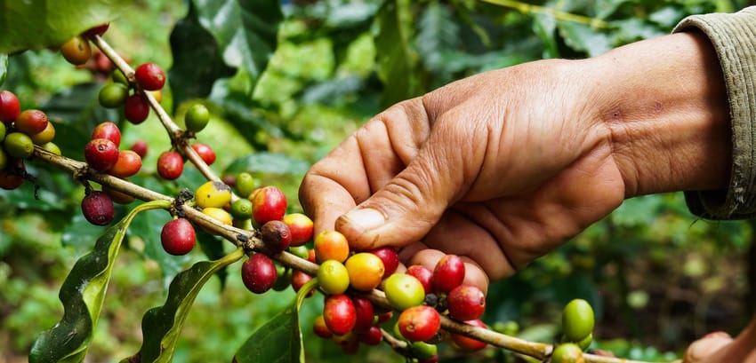  La producción de café de Colombia crece un 6 % en mayo