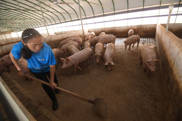  Científicos chinos alertan de gripe porcina que podría trasmitirse a humanos
