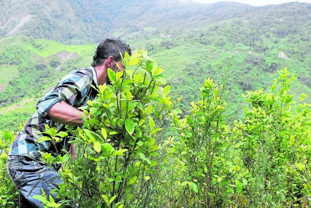  Celeridad a sustitución voluntaria de cultivos ilícitos hizo el Defensor del pueblo Carlos Negret