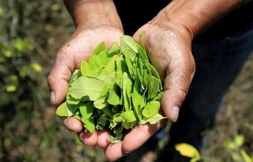  Colombia vuelve a recortar terreno a los cultivos de coca