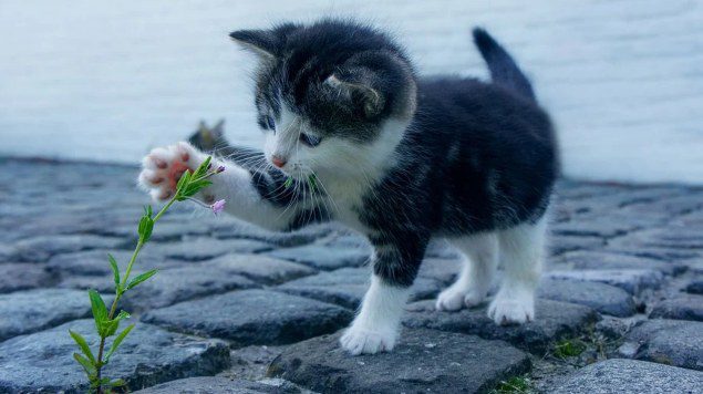  Hasta 3 años de prisión se expone mujer que aparece en video maltratando un gato