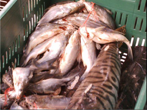  Decomisan 31 kilos de pescado por no reunir condiciones de higiene para el transporte