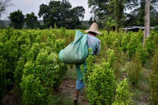  Asesinan a cinco personas cuando erradicaban cultivos ilícitos en Colombia