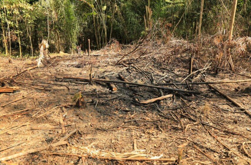  Alerta en el Meta por grupos ilegales sembrando minas antipersona, deforestando y produciendo coca