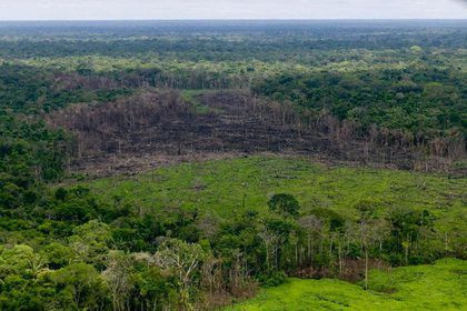  Colombia perdió 158.894 hectáreas de bosques en 2019 por la deforestación