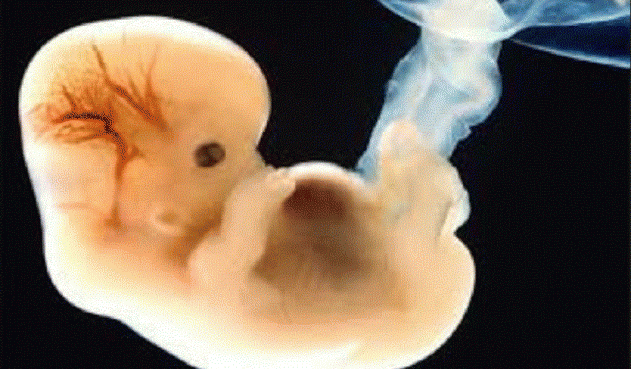  Identifican las células culpables de que embriones no se implanten en útero