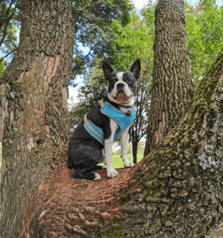  Atento entre la arboleda, como perro guardián – Foto: Caja