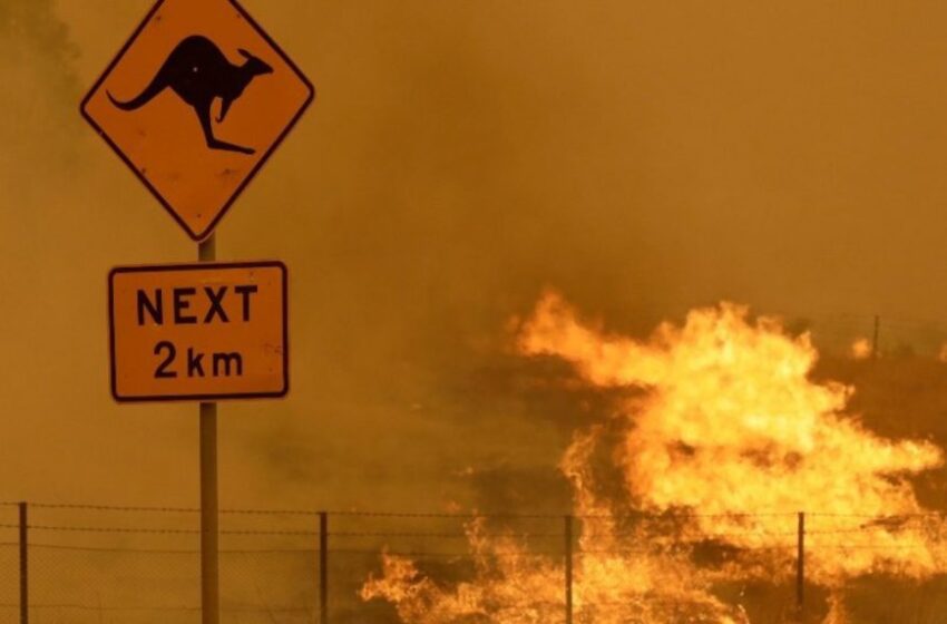  3.000 millones de animales fueron víctimas durante los incendios en Australia