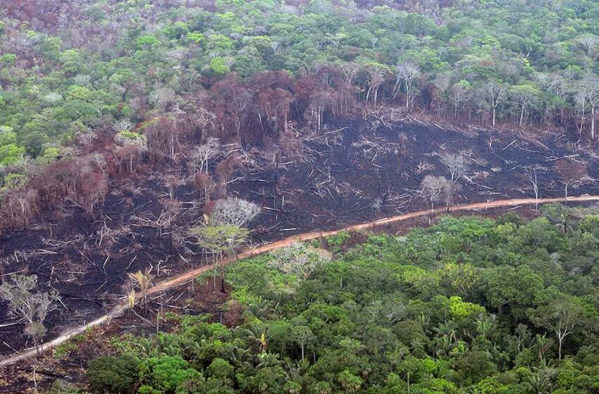  La deforestación en Guaviare y Meta sigue campante ante la complicidad de las autoridades