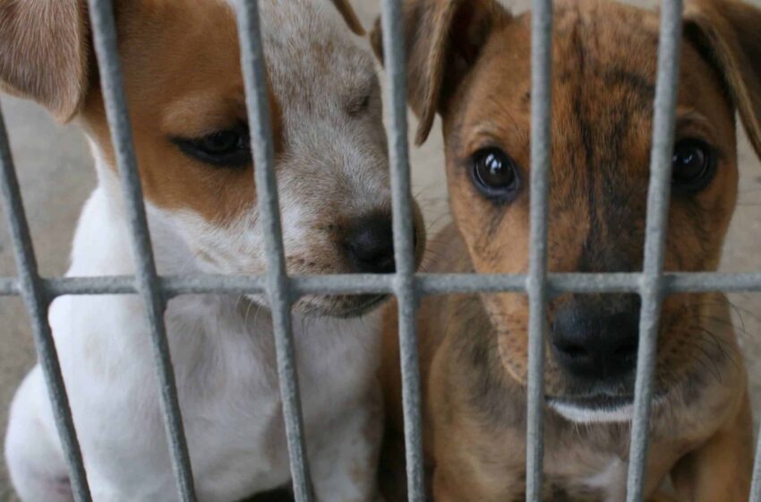  Fiscalía en contra del maltrato animal aseguró a tres personas por violencia contra la especie