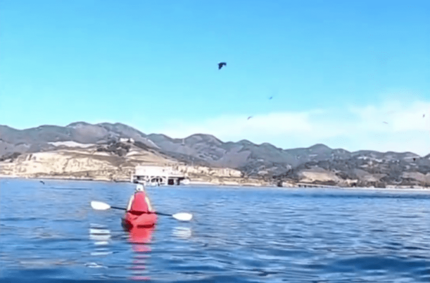  Video: aterrador momento en que ballena jorobada casi se traga a 2 mujeres en kayak