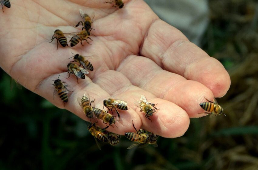  Se recupera hombre atacado por enjambre de abejas en el San Antonio