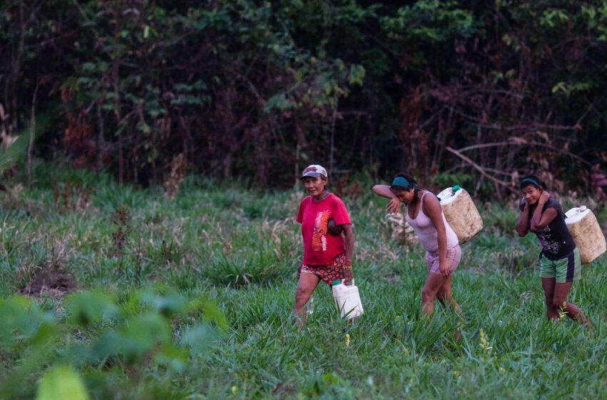  Grupos armados desplazan de sus tierras a indígenas colombianos