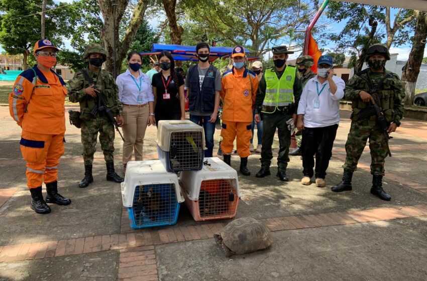 Cormacarena rescató más animales en poder del tráfico ilegal