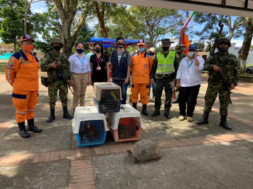 Cormacarena rescató más animales en poder del tráfico ilegal