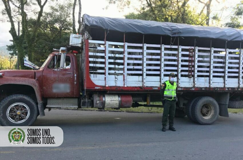  Por inconsistencia en documentación de un camión y en la guía sanitaria incautan ganados