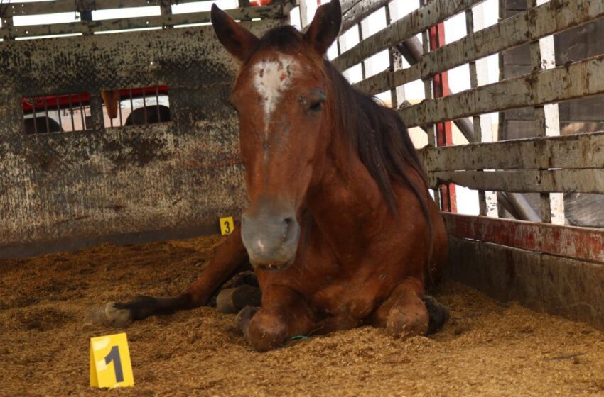  Imágenes indignantes registran un hecho de maltrato animal