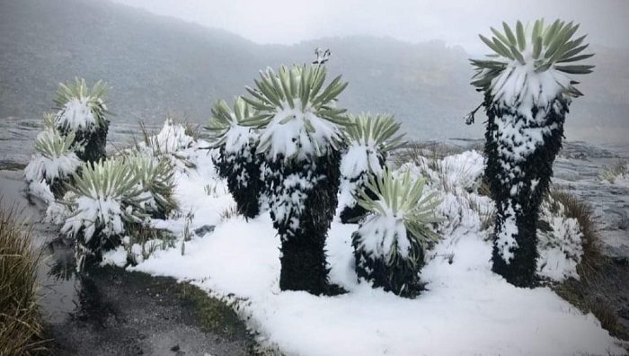  Una atípica nevada tiñó de blanco el Parque Nacional Natural El Cocuy