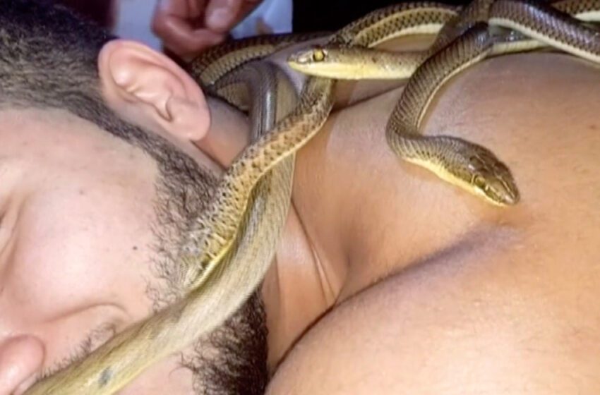  Un spa en Egipto ofrece masajes relajantes… con serpientes (Video)