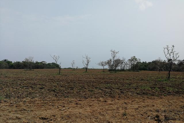  En Puerto Gaitán falta una eficaz acción para impedir destrucción de la fauna y la flora