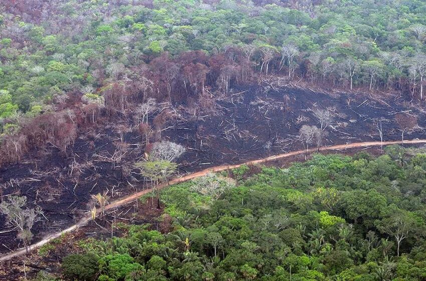  Mayor y efectivo control a la deforestación en la Orinoquia exigen al gobierno nacional