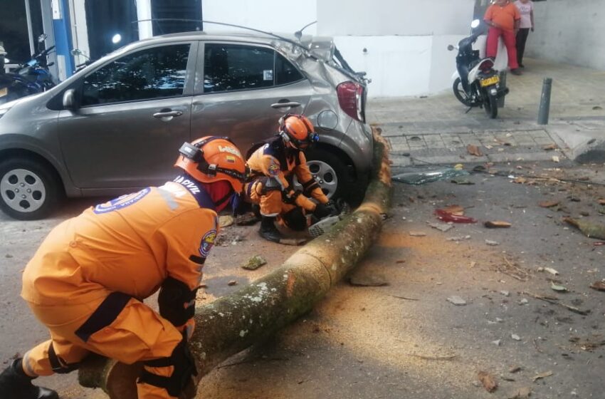  Caída de un árbol en la Grama ocasionó daños a vehículo