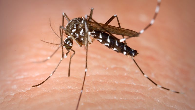  ¿Puede el coronavirus transmitirse a través de picaduras de mosquitos?
