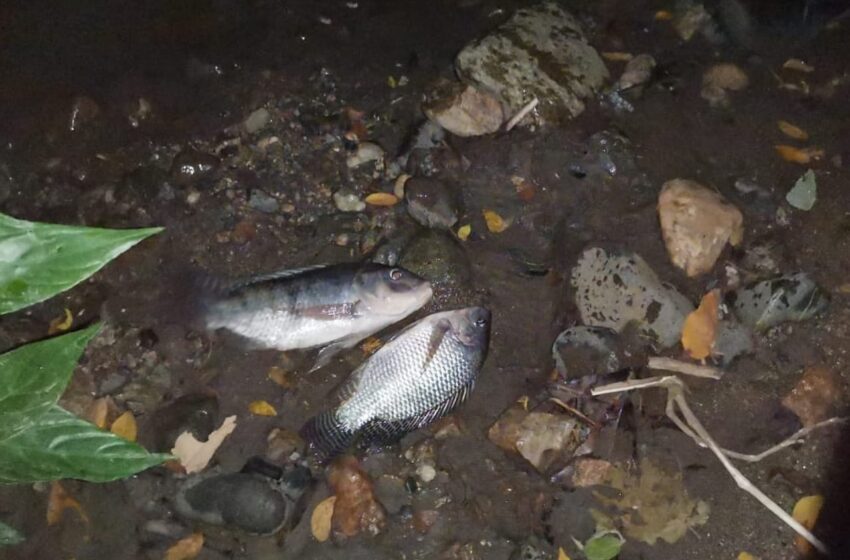  Reportan mortandad de peces por contaminación en el alto Vichada