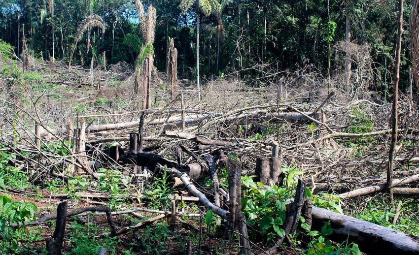  La selva está siendo destruida, Guaviare está en grave peligro, y urge salvar a Colombia de los depredadores