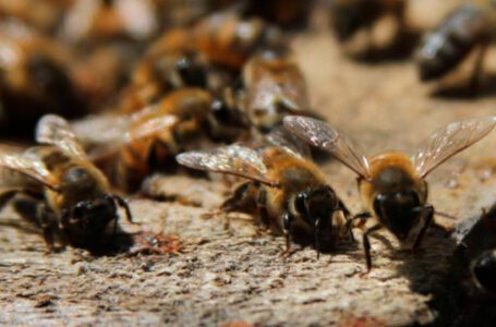 Mujer de 71 años murió al ser atacada por un enjambre de abejas en Apiay