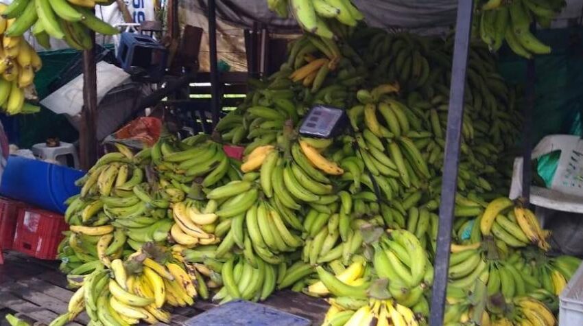  Agricultores en el Ariari dicen que pierden cosechas por falta de transporte para sacar sus productos