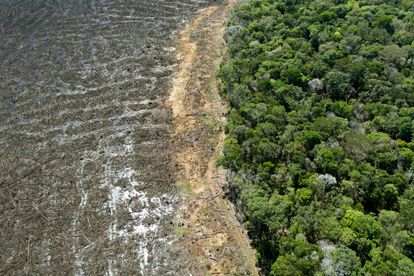  La desforestación aumenta cada día en la selva del Meta